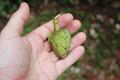 Annona paludosa